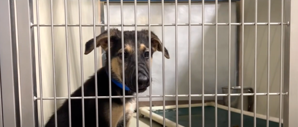 shelter dog with bed