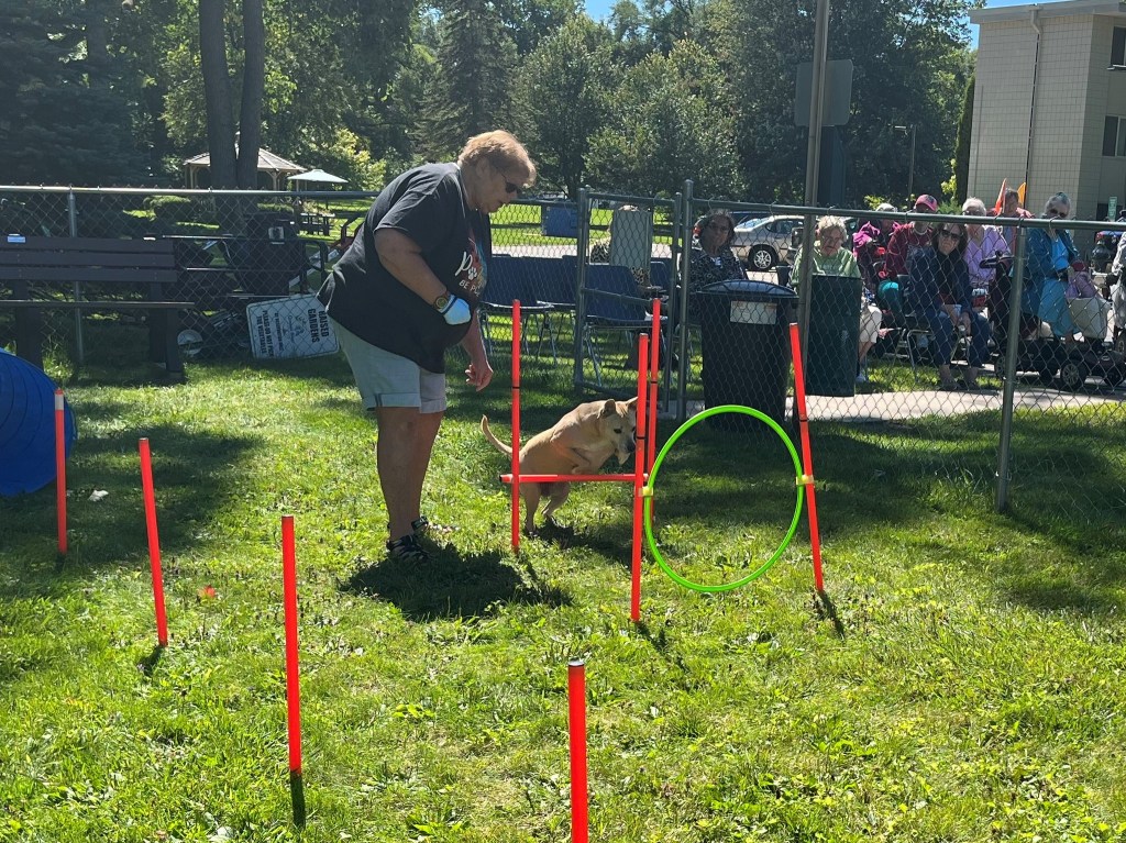 dog agility at cleveland manor dog parade