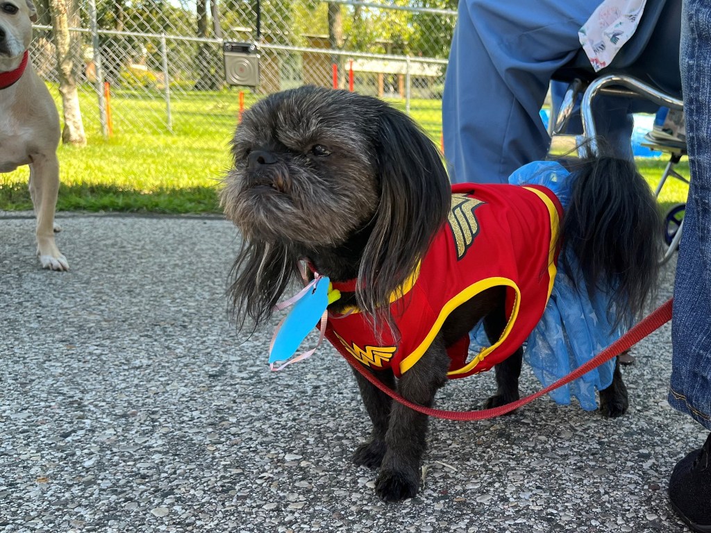 dog in costume at parade