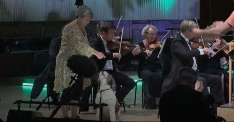 Talented dogs performed on stage with an orchestra.