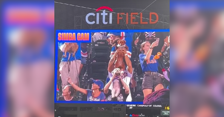 Baseball fans lift up their pets on simba cam