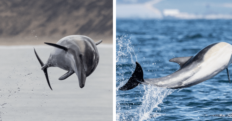 dolphins leaping