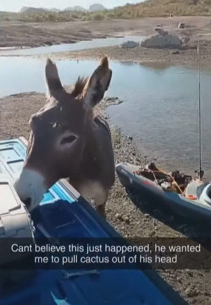 View of a donkey approaching a man in a kayak that is on dry land.