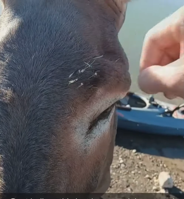 Close up of a man removing thorns from a donkey's face near his eyes.
