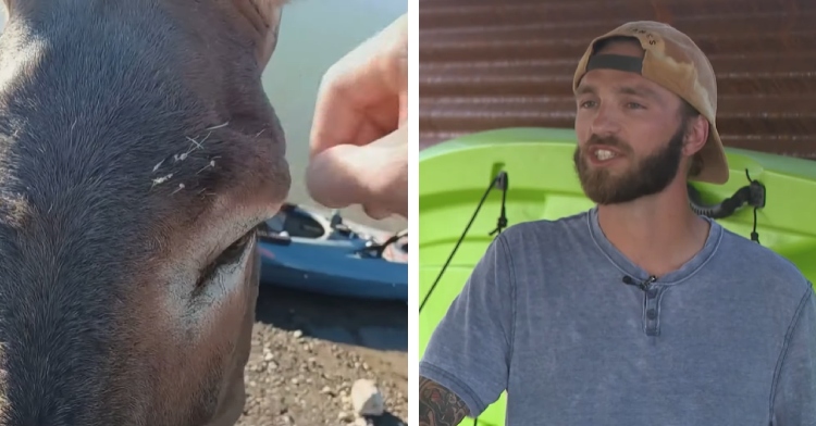 A two-photo collage. The first shows a close up of a man removing thorns from a donkey's face near his eyes. The second shows Travis Ward talking to a news station.