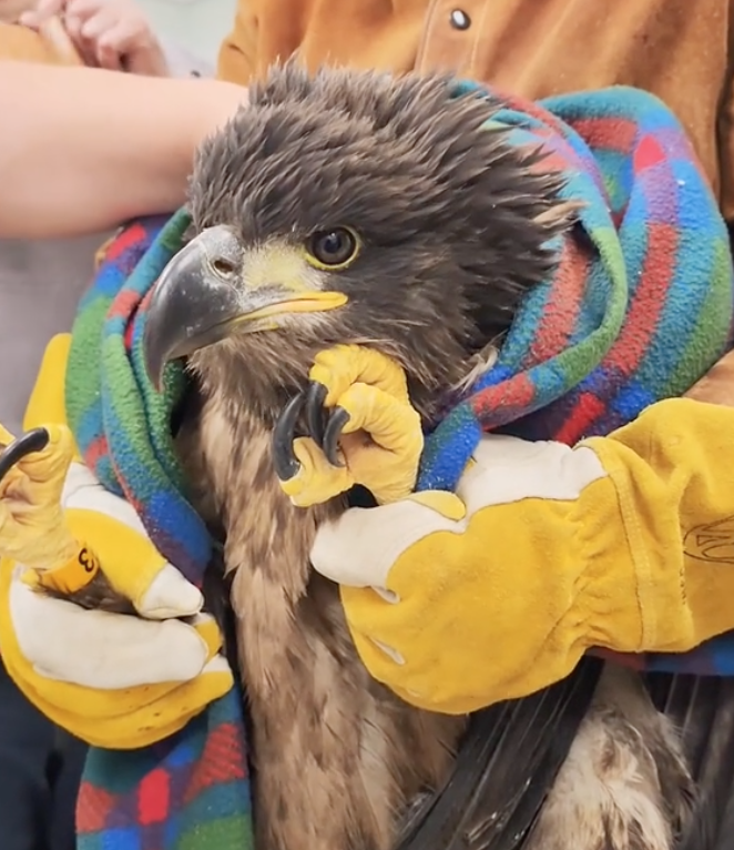 bald eagle chick in rehabilitation