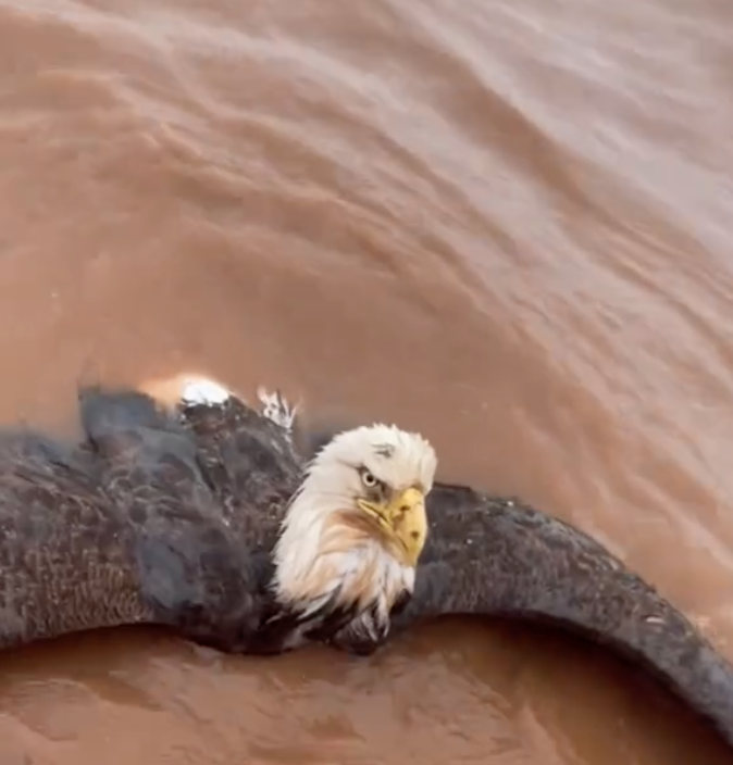 bald eagle in river