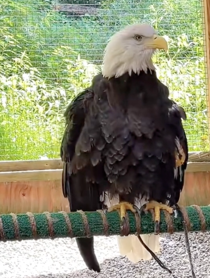 aurora the bald eagle
