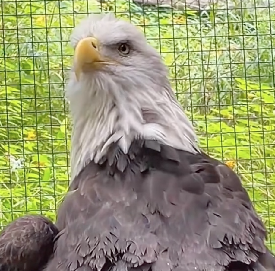 aurora the bald eagle close up