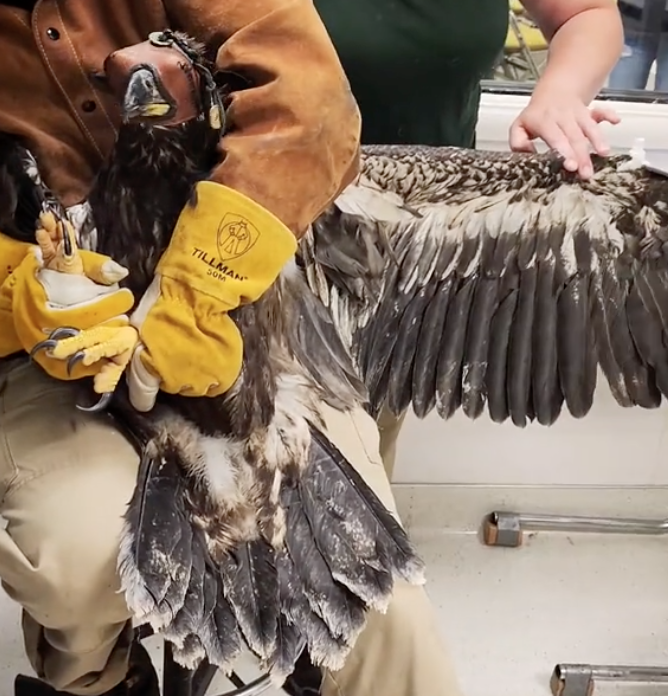 bald eagle chick with broken wing