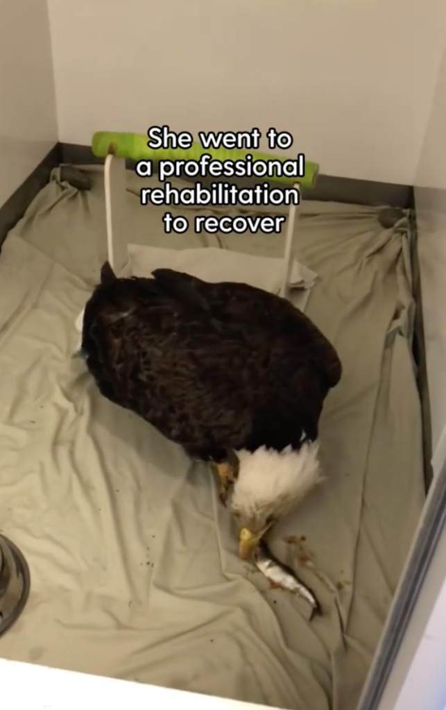 rescued bald eagle rehabilitated