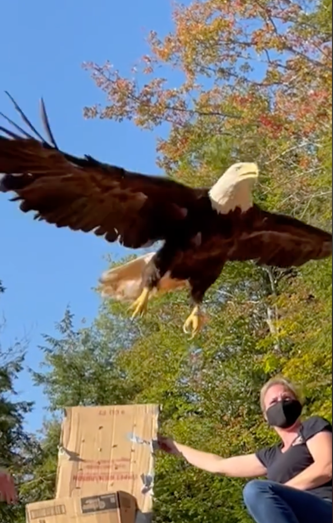 rescued bald eagle released