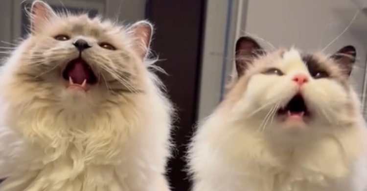 Close up of two Ragdoll kittens meowing, mouths wide open, heads back, and little teeth showing.