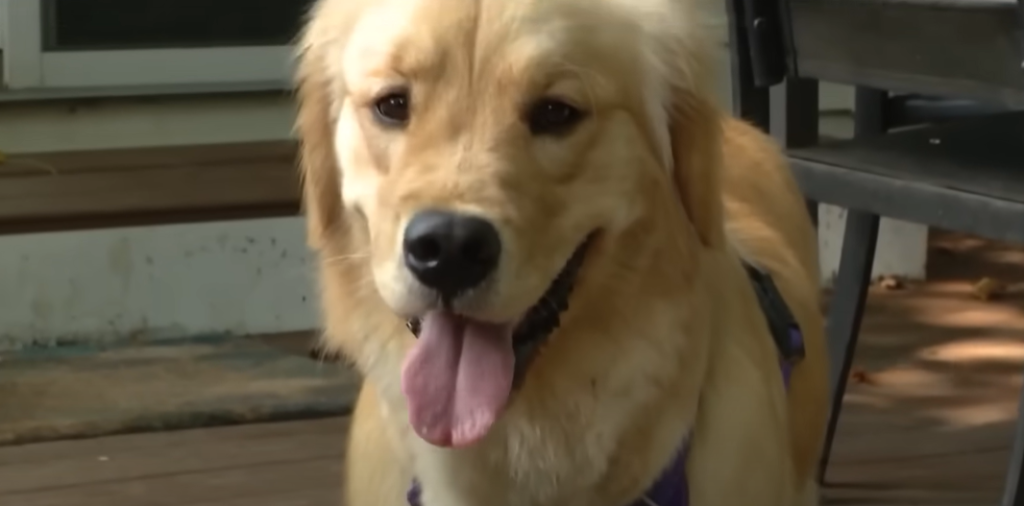 Close up of Ehmi, the Kelley family of Virginia's golden retriever. She's happily panting. 