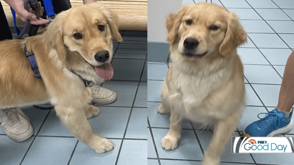 Side by side of Ehmi the golden retriever and the dog she was confused for. Both are fluffy golden retrievers. The real Ehmi looks happier with her tongue out. The lookalike looks a bit grumpy.