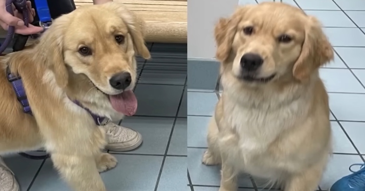 Side by side of Ehmi the golden retriever and the dog she was confused for. Both are fluffy golden retrievers. The real Ehmi looks happier with her tongue out. The lookalike looks a bit grumpy.