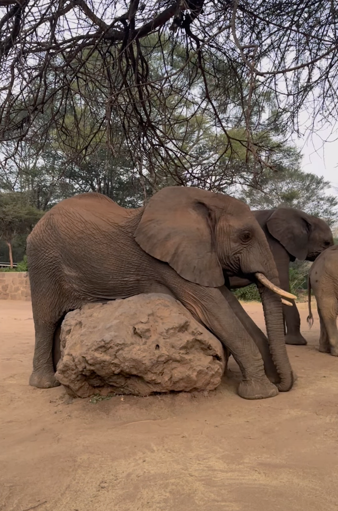 elephants can't jump