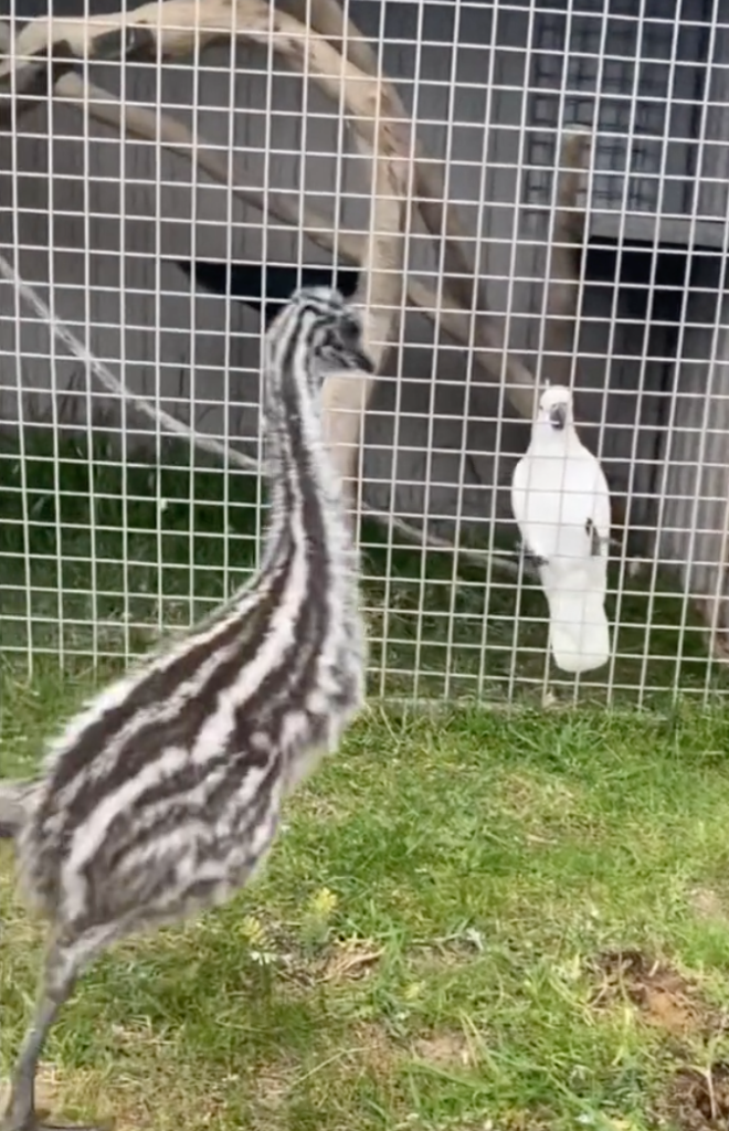 baby emu and parrot