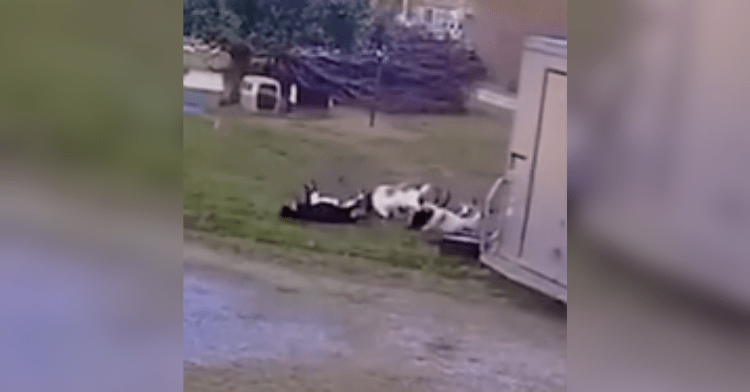 fainting goats lying in yard