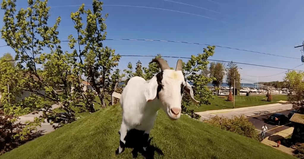 white goat on roof