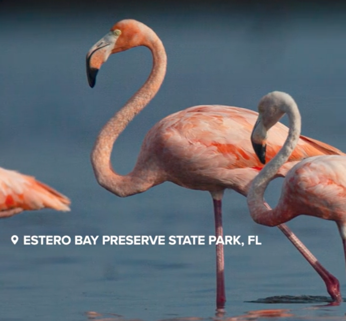 flamingos in the United States