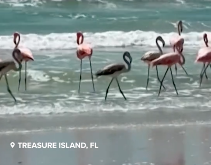 flamingos in the U.S.