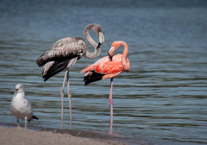 flamingos in U.S.