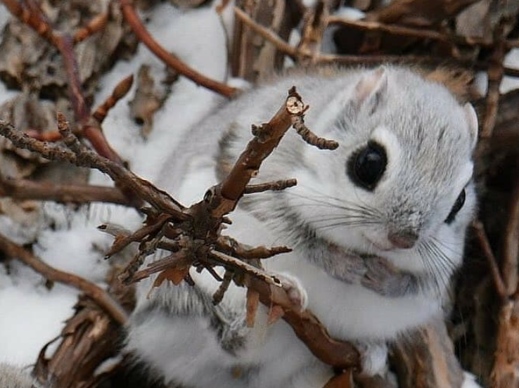 adorable flying squirrel