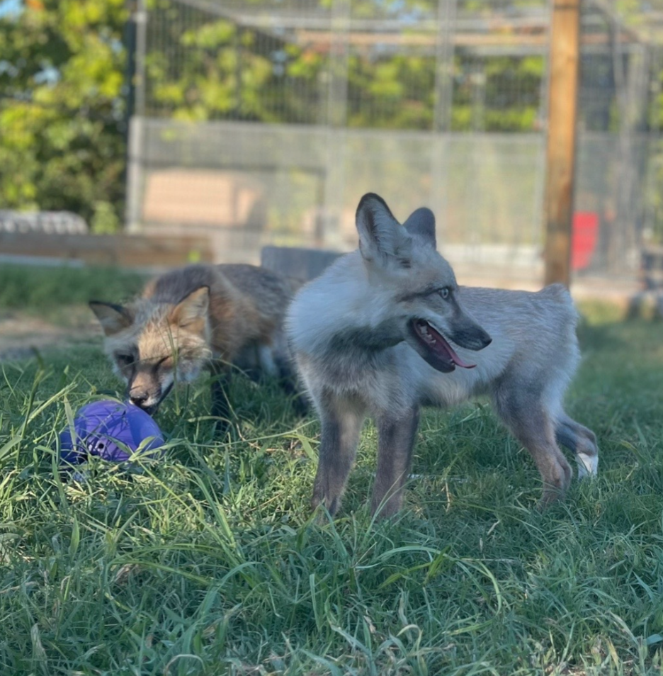 thystle the fox and friend