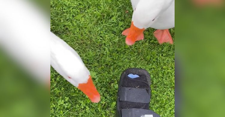 These geese realized that their owner broke her foot.