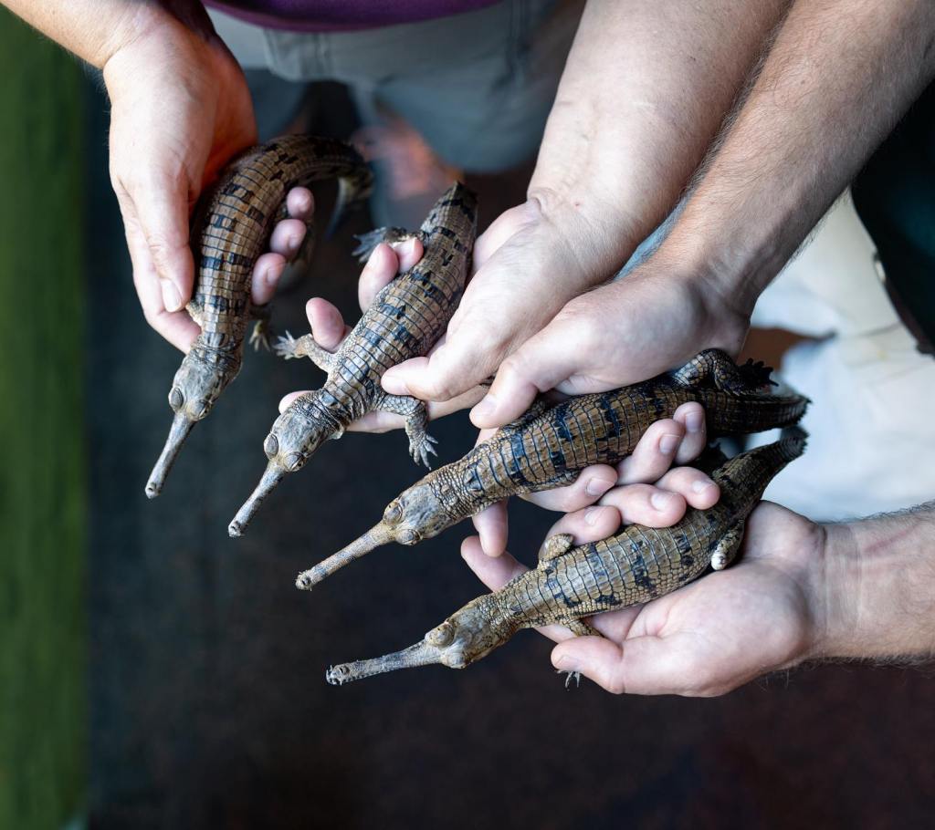 baby gharials