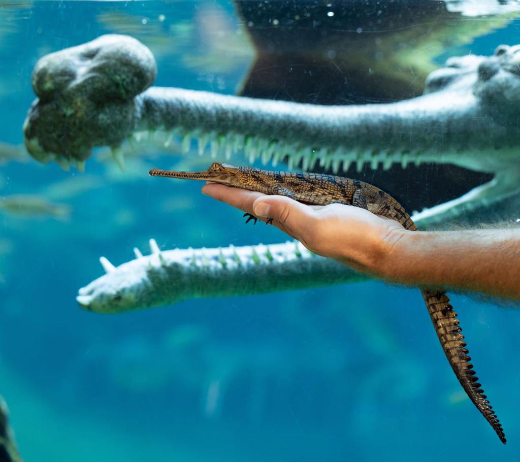 baby gharial and adult
