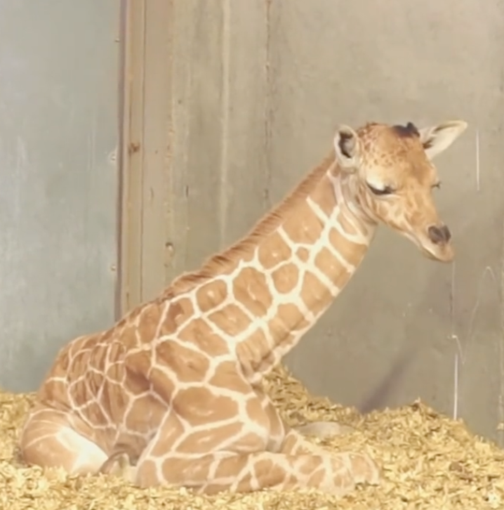 baby giraffe falling asleep