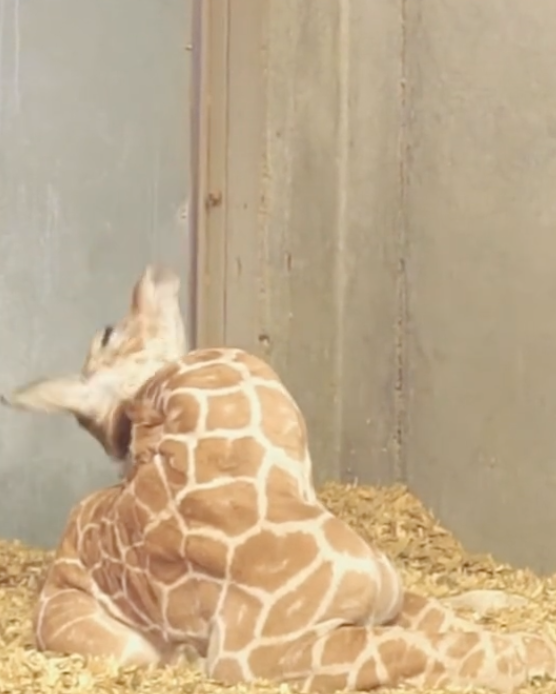 baby giraffe can't control its neck