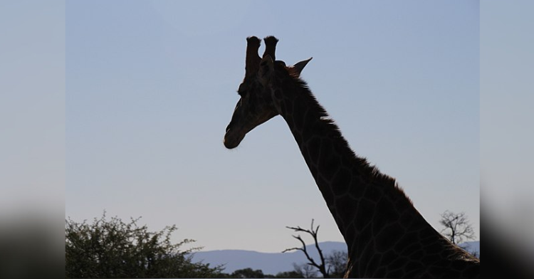 giraffe silhouette