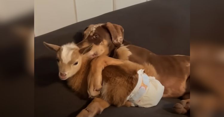 This adorable baby goat loves her canine siblings.