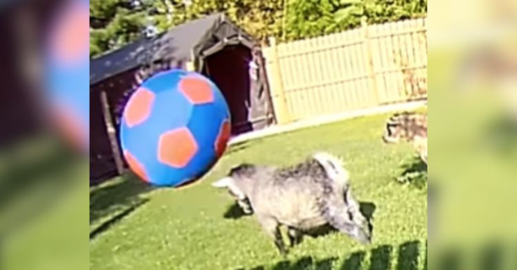This goat has a knack for playing soccer.