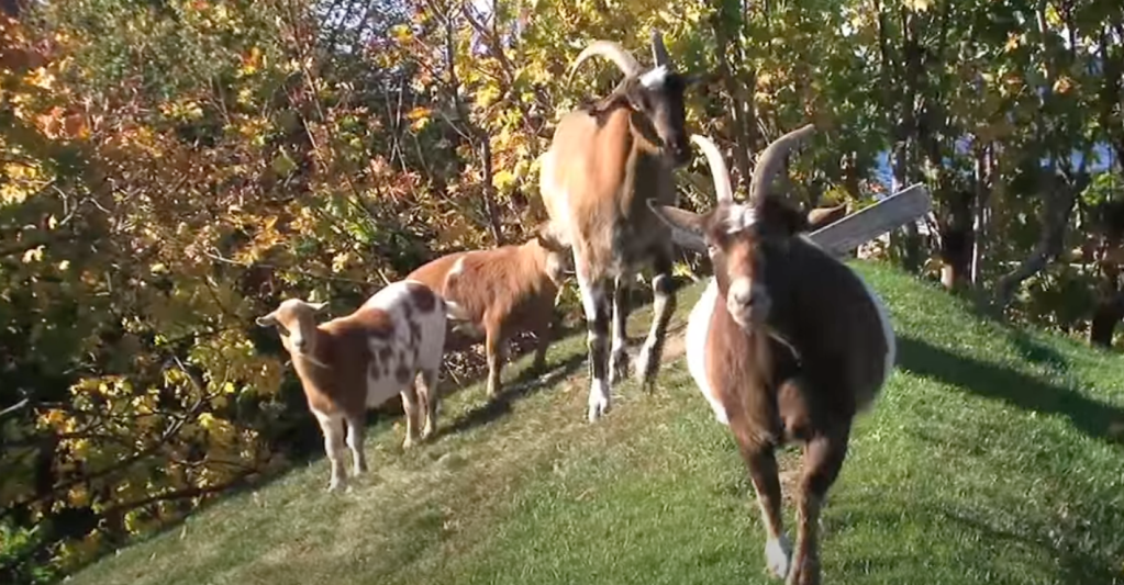 goats on roof