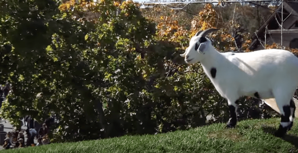 goat on roof