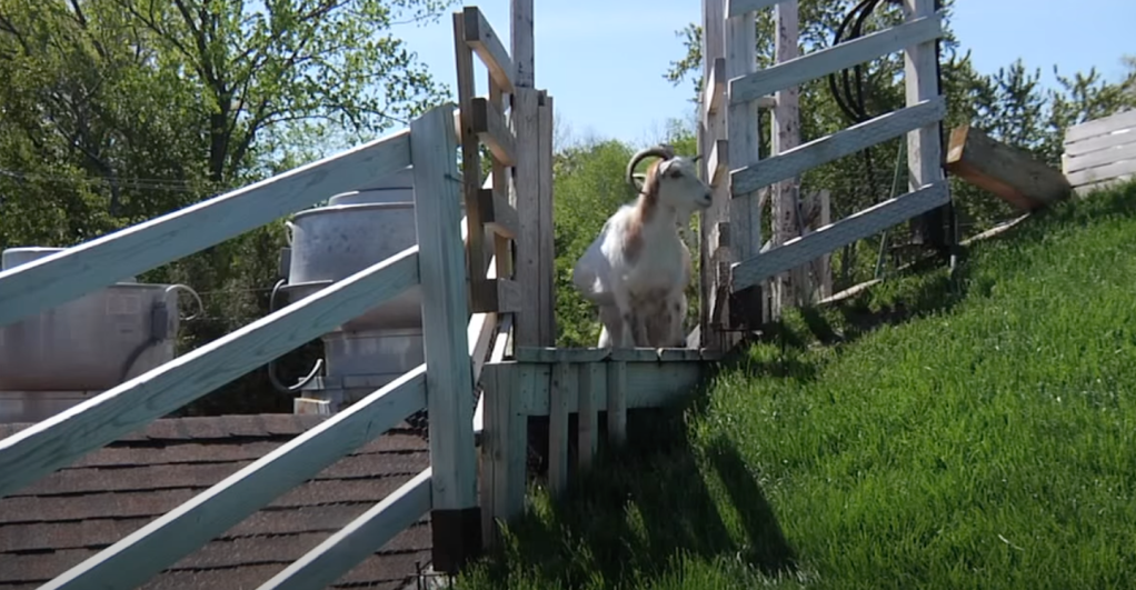 how goats get on roof