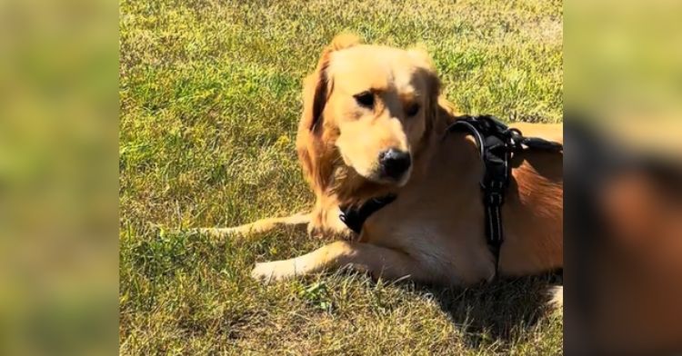 This golden retriever was a little embarrassed after his fall.