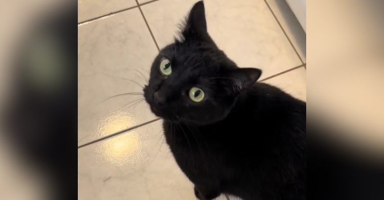 A black cat looks up, eyes wide, as they sit on the kitchen floor.