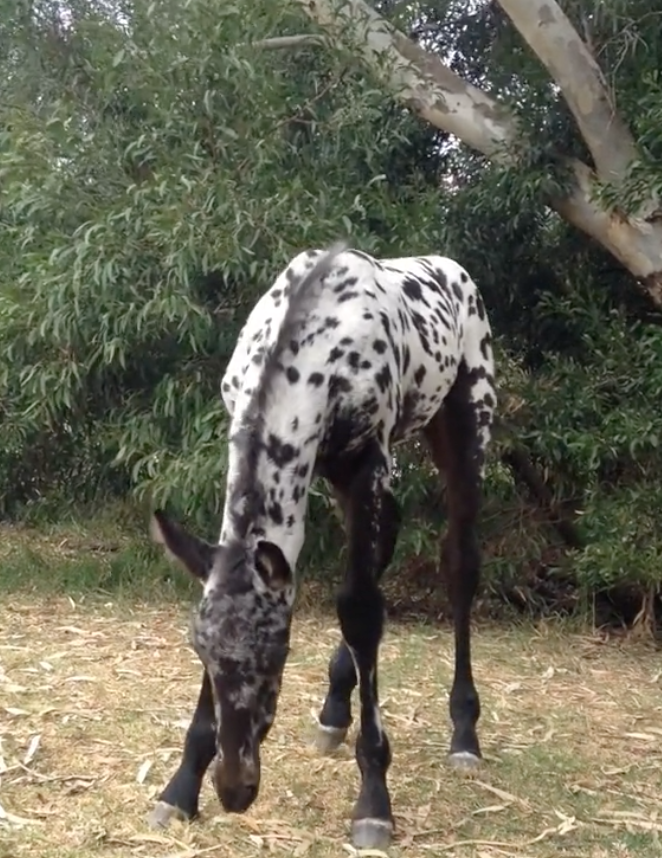 baby horse reaches for grass