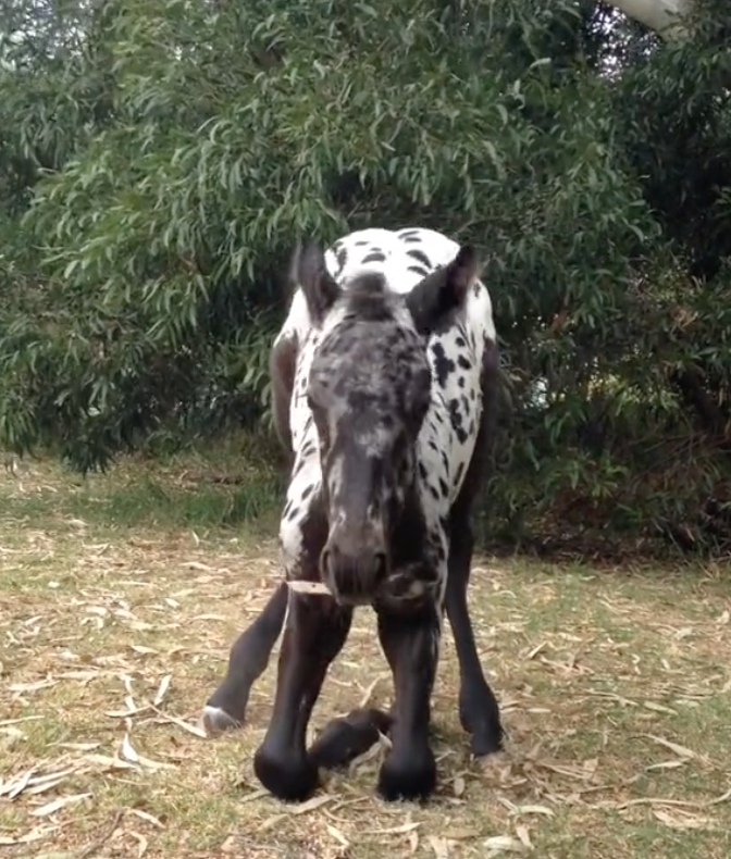 adorable foal stumbles