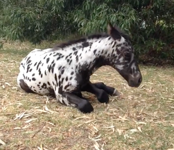 baby horse laying down