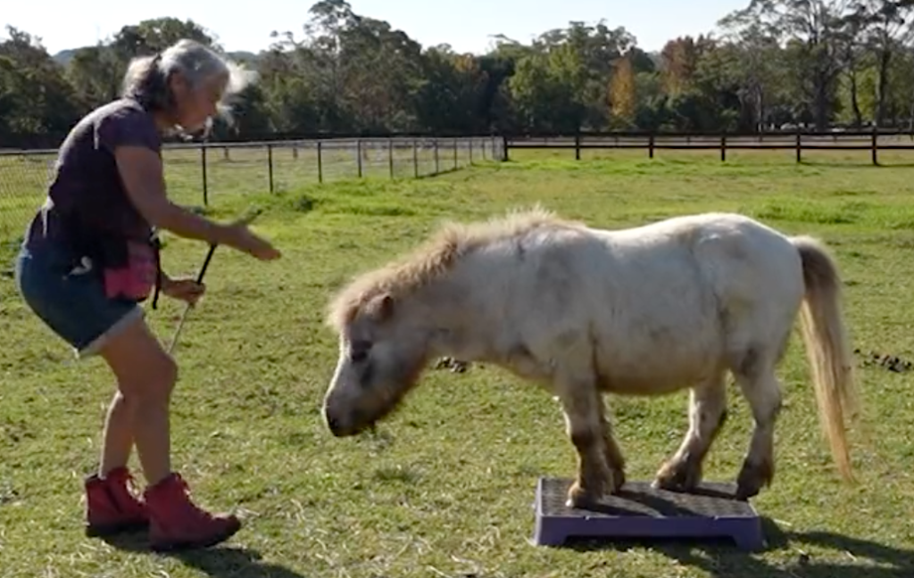 horse breaks world record