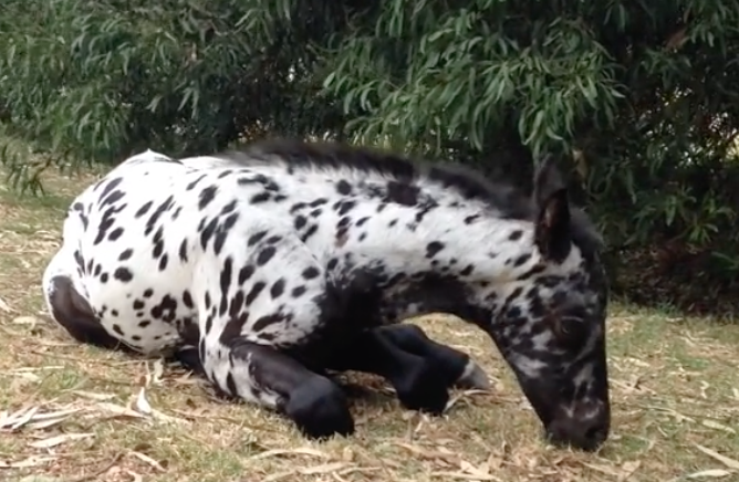 foal nibbles at grass