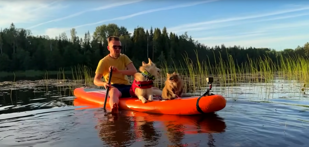 A man on a paddleboard with a dog and a cat
