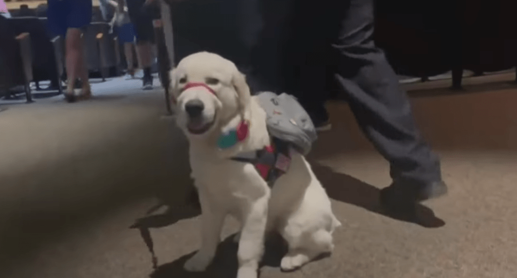 Mustang Sally sitting on the floor in her service dog vest.