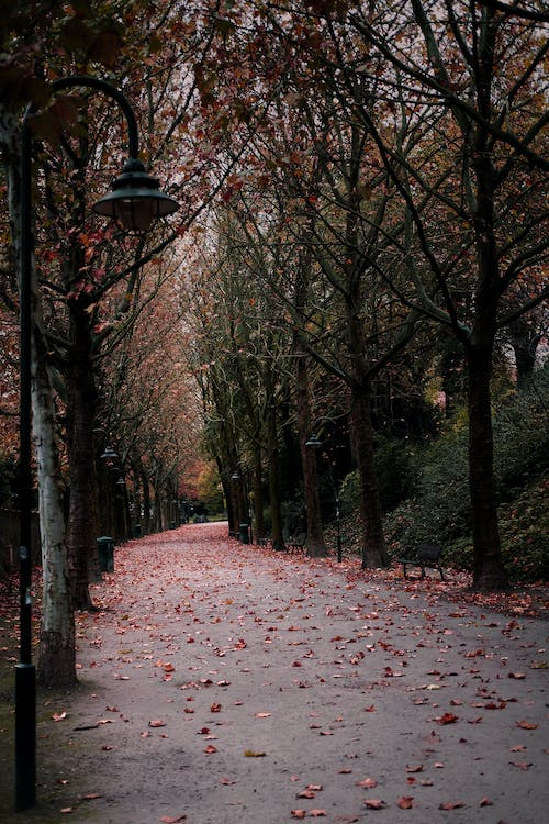 leaves on a pathway in the woods